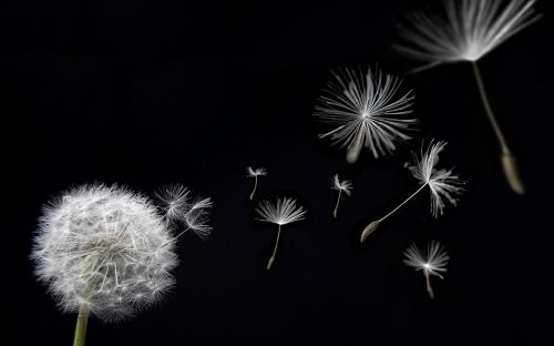 Artvalentto Taraxacum